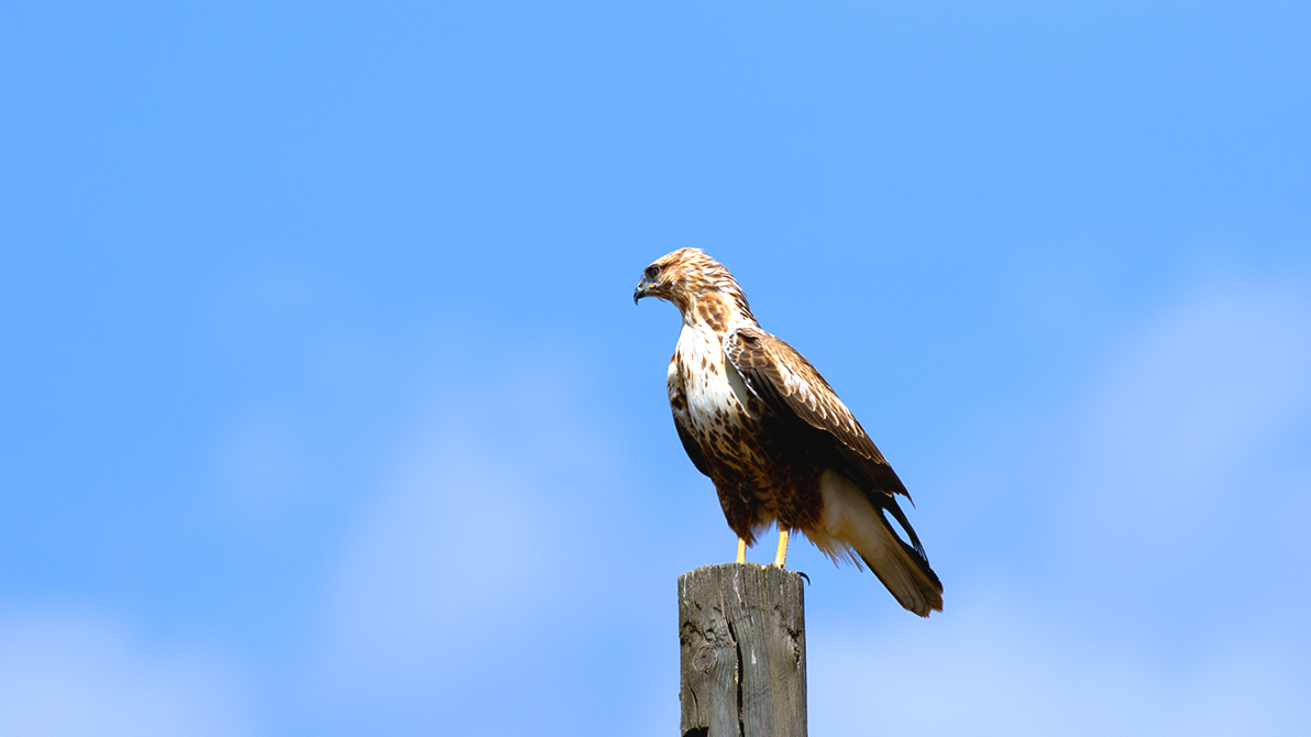 Long-legged Buzzard